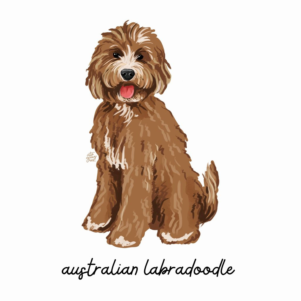 Grafika Australian labradoodle - Doodle Pals