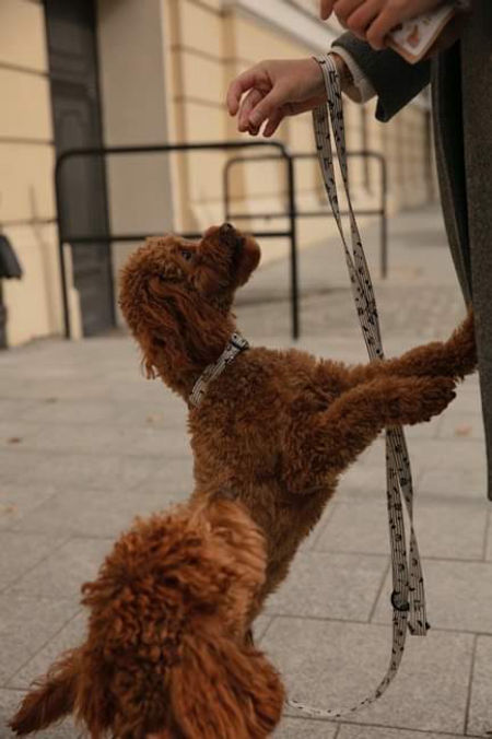 SMYCZ MIEJSKA LITTLE PARIS