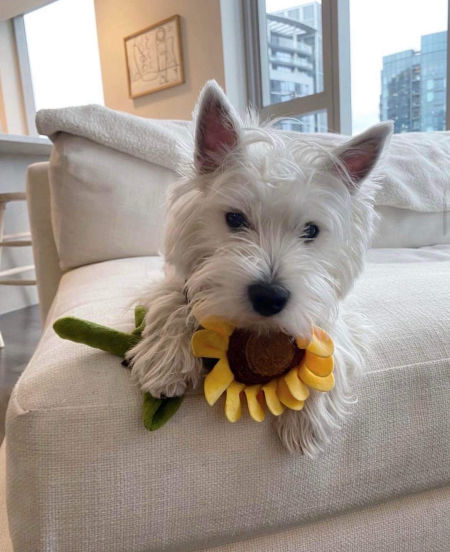 Sunflower Plush Toys