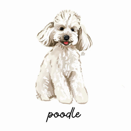 Grafika Poodle
