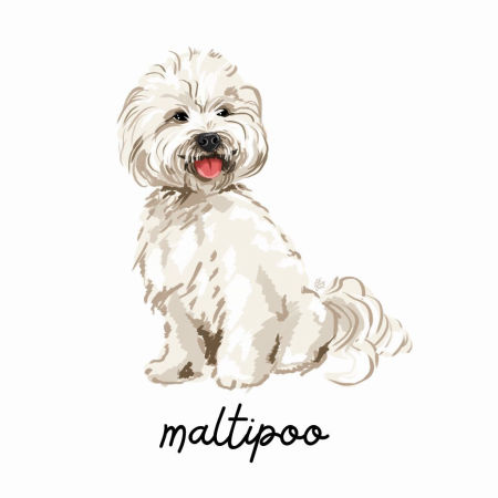 Grafika Maltipoo