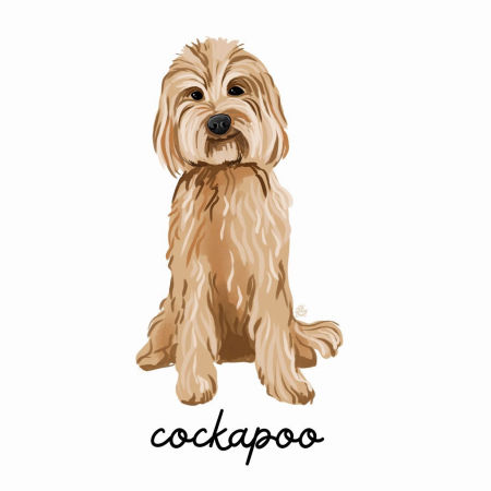 Grafika Cockapoo