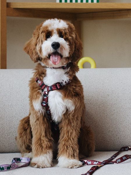 OBROŻA HI ELEPHANT!