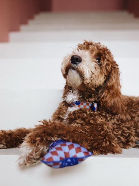 OBROŻA BLUE CITY DOODLE