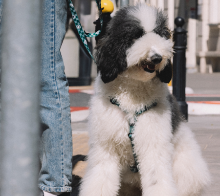 DARK MINT & MARBLE HARNESS 